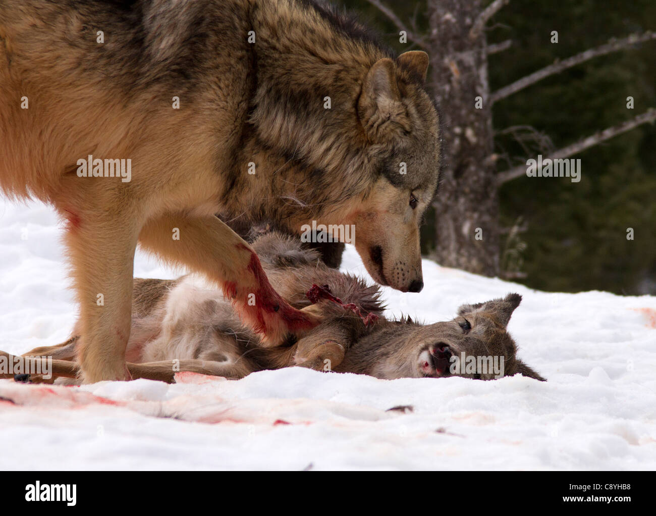 Gray Wolf, Canis lupus à la tuer dans l'oeil Banque D'Images