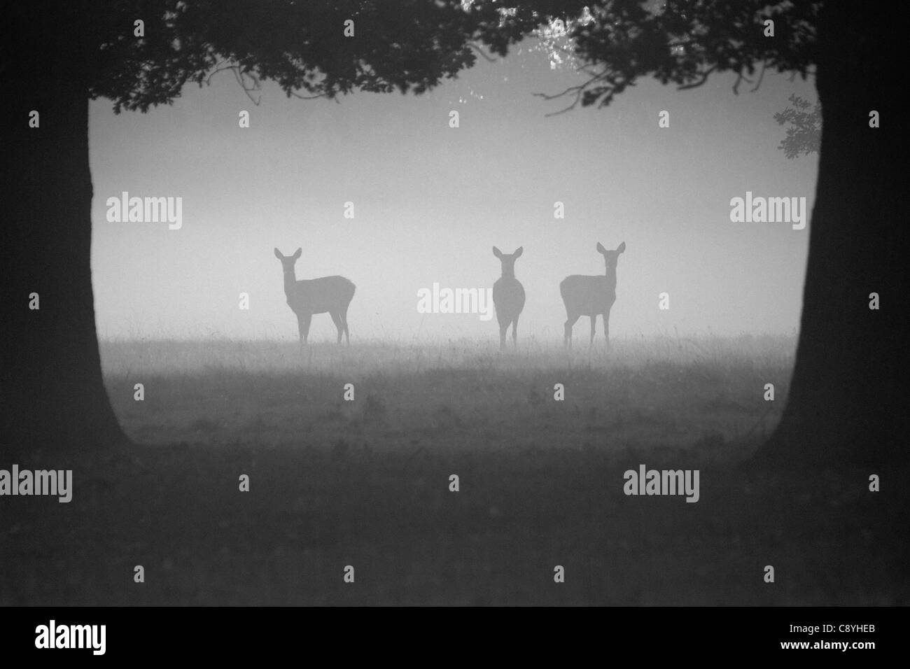 Red Deer Hinds, Cervus elaphus debout dans la brume matinale Banque D'Images