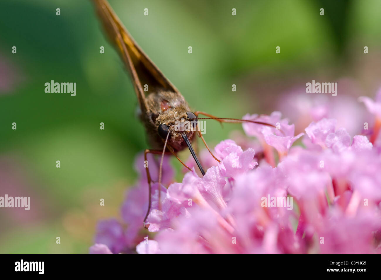 Silver-spotted Skipper (Epargyreus clarus) se nourrissant d'arbre aux papillons (Buddleia davidii) Banque D'Images