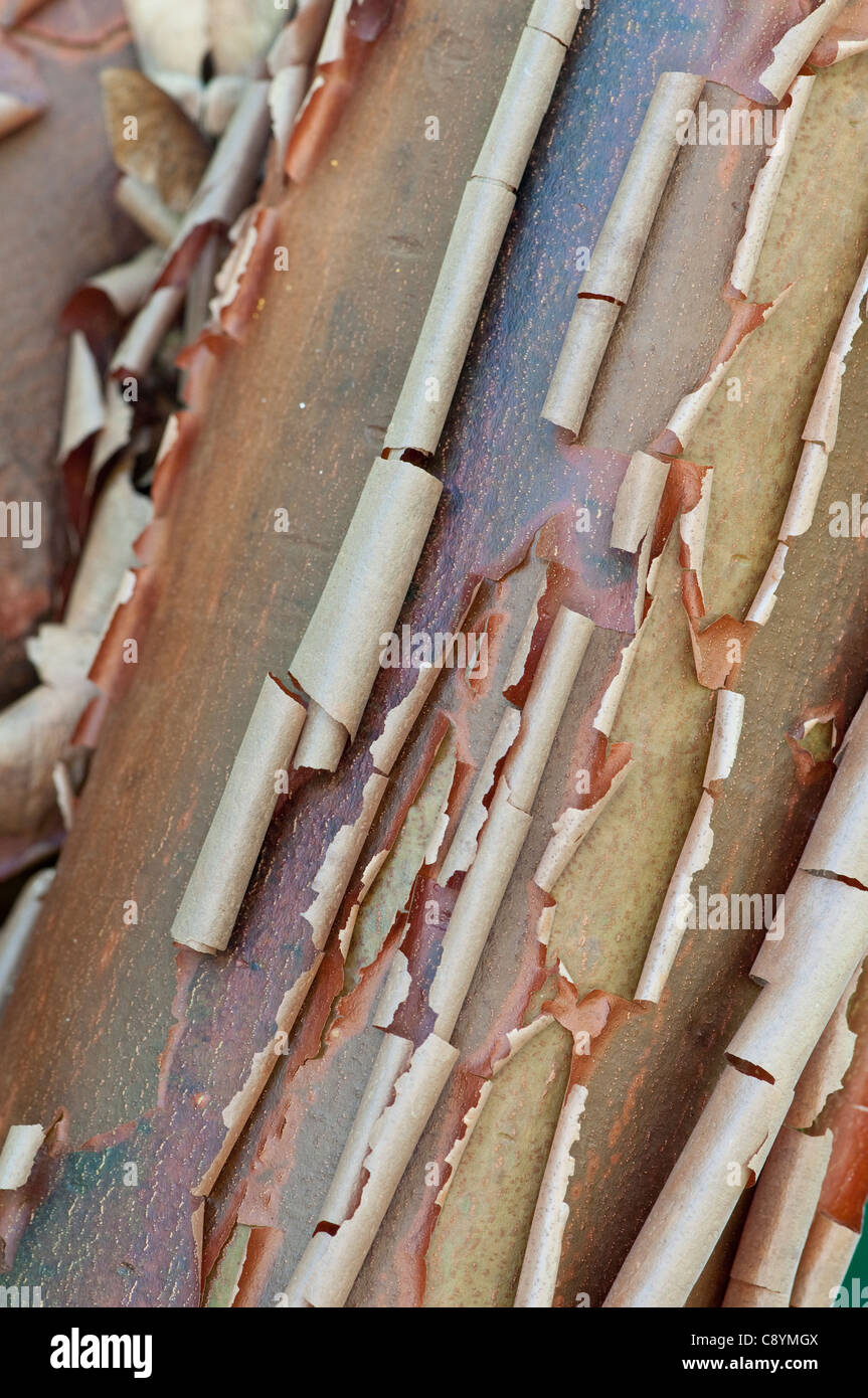 Paperbark Maple : Acer griseum. L'écorce. Banque D'Images