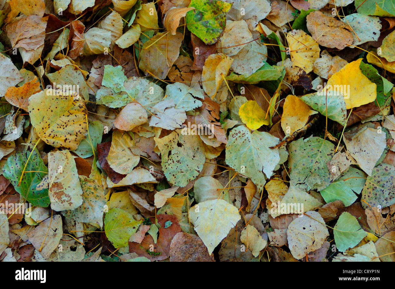 Feuilles tombées Banque D'Images