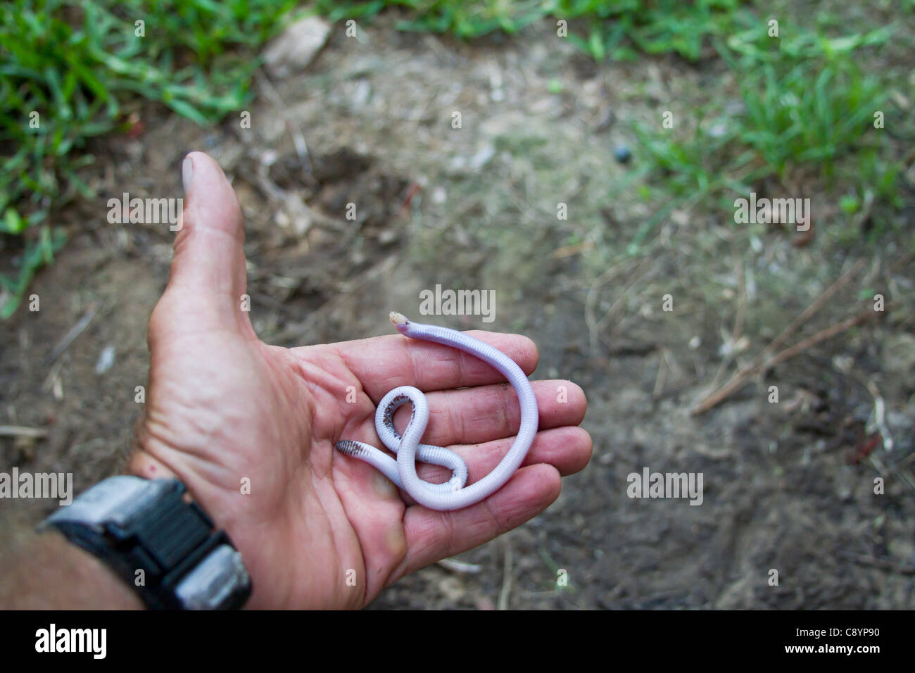 Serpent aveugle ramper dans une main les photographes. Banque D'Images