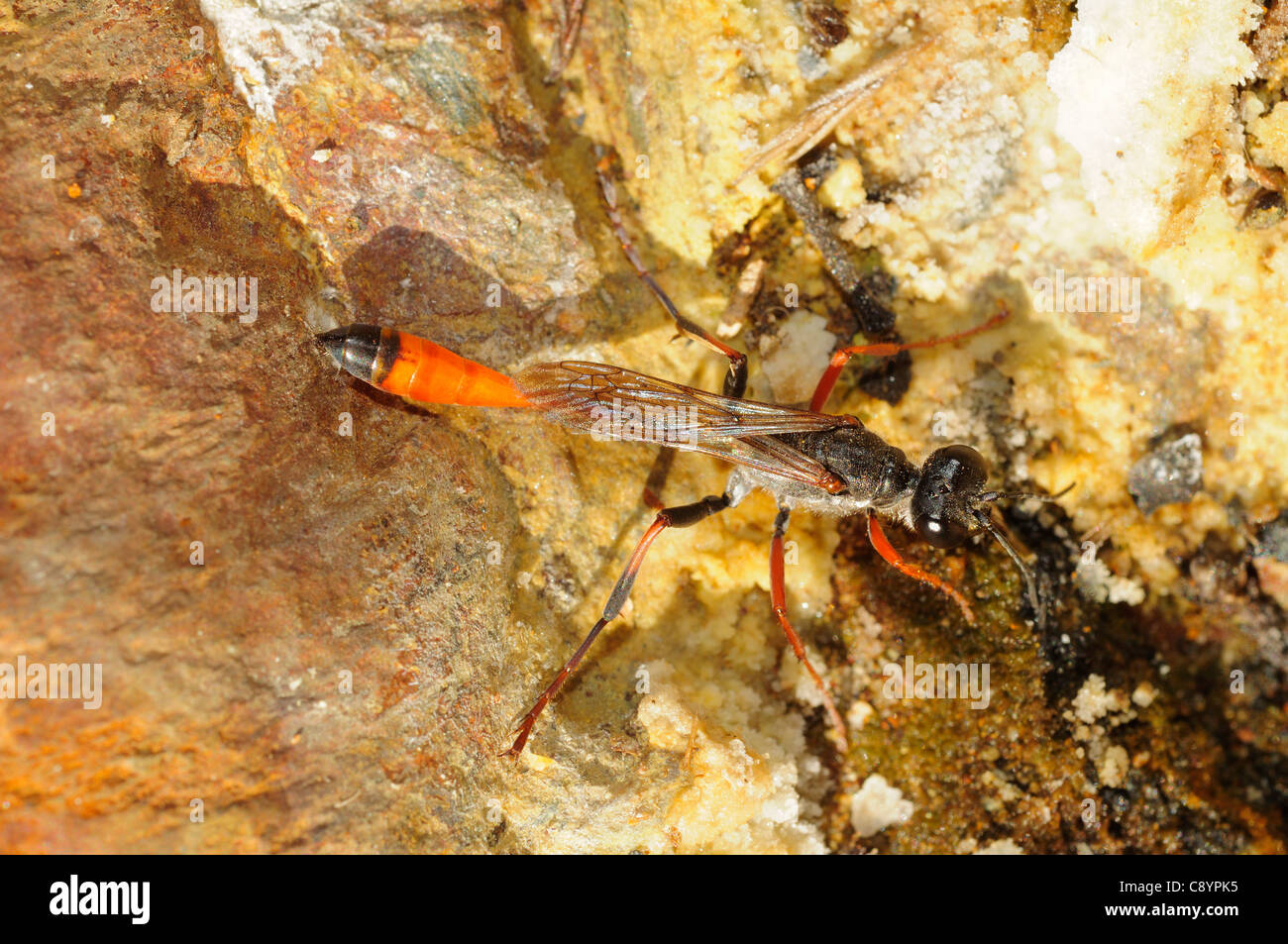 Wasp de sable (Ammophila heydeni) Banque D'Images