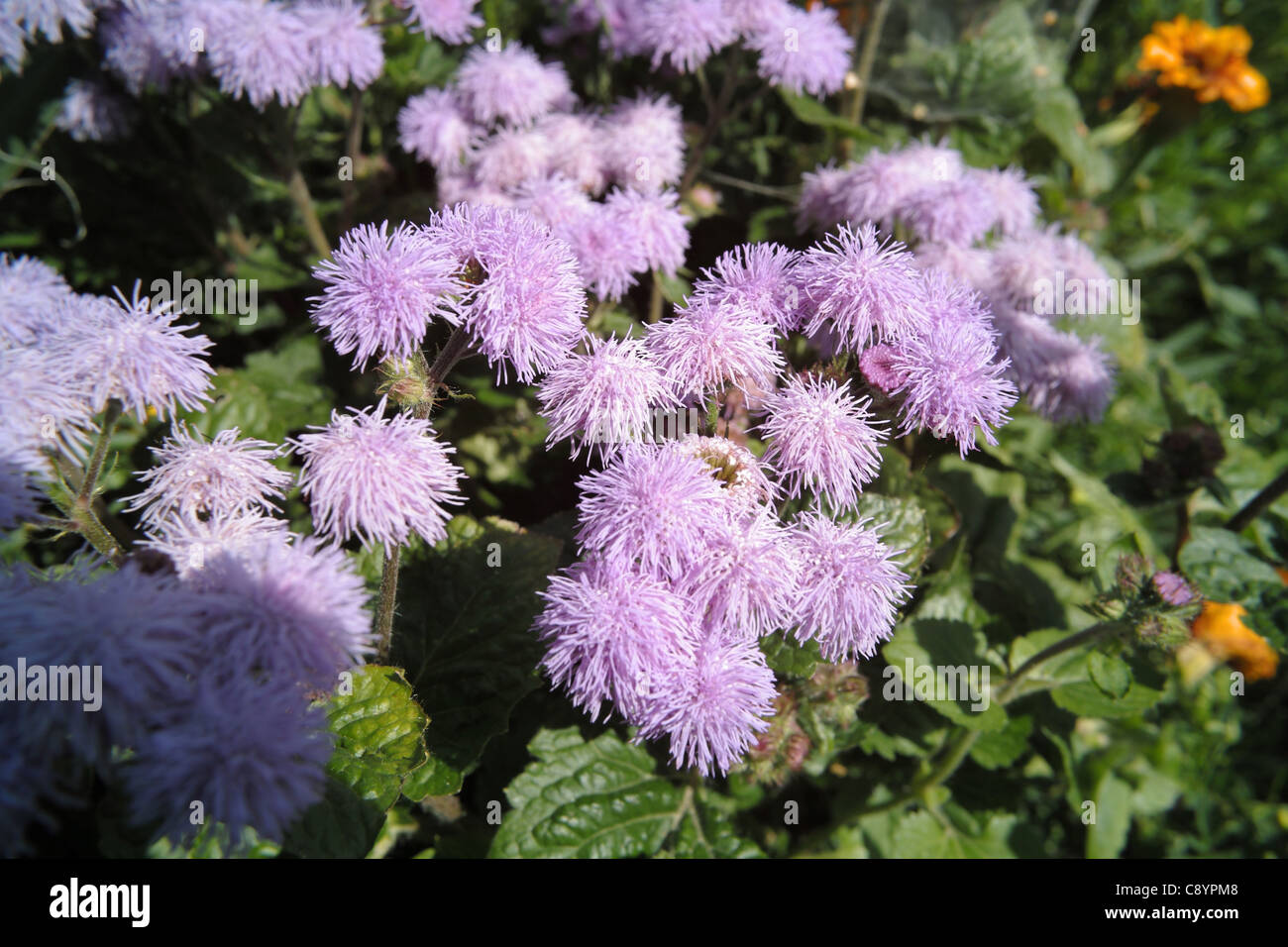 Jardin fleur pourpre Banque D'Images