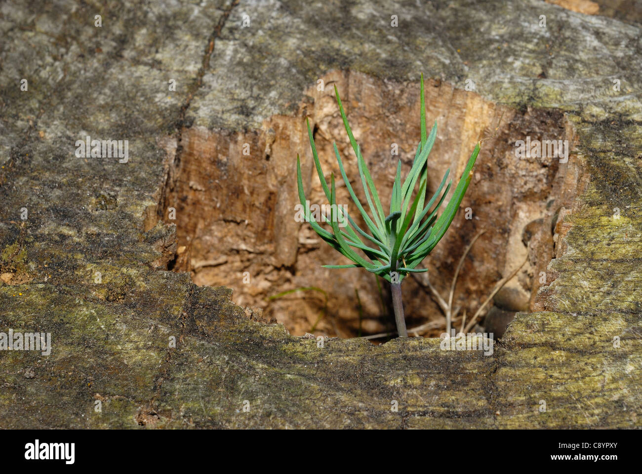 De plus en plus de petits arbres de pin d'un trou dans un tronc scié Banque D'Images