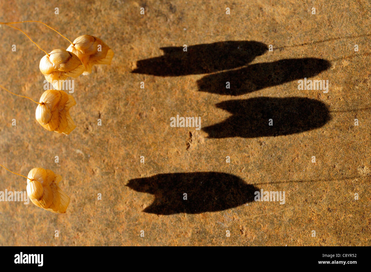 Quaking grass (Briza maxima) et l'ombre. Banque D'Images
