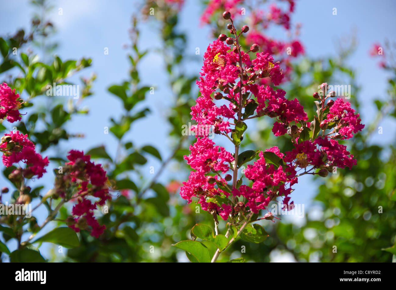 Gros plan des fleurs rouges de Lagerstroemia indica crape myrtle myrtle crepe ou en septembre au Japon Banque D'Images