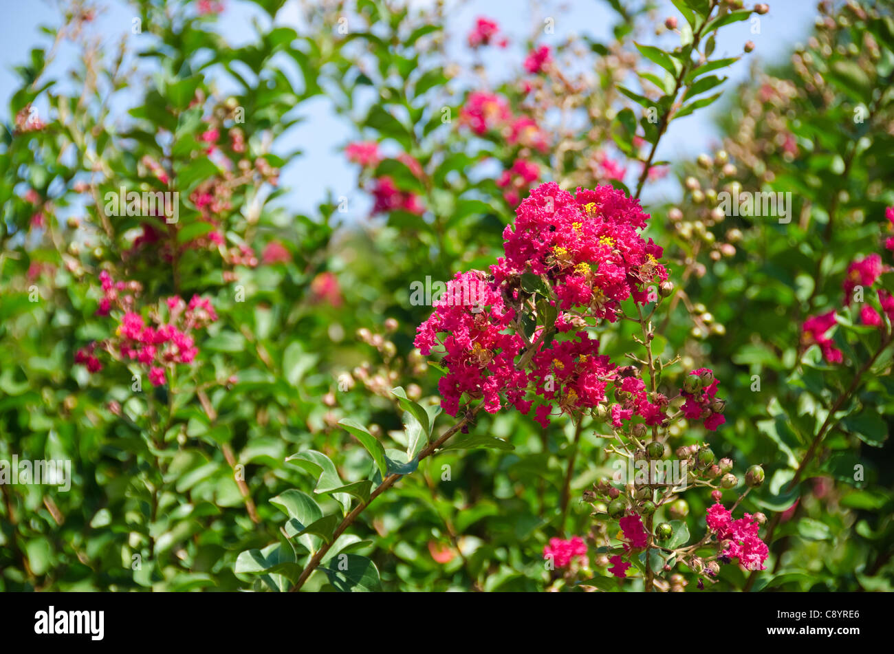 Gros plan des fleurs rouges de Lagerstroemia indica crape myrtle myrtle crepe ou en septembre au Japon Banque D'Images