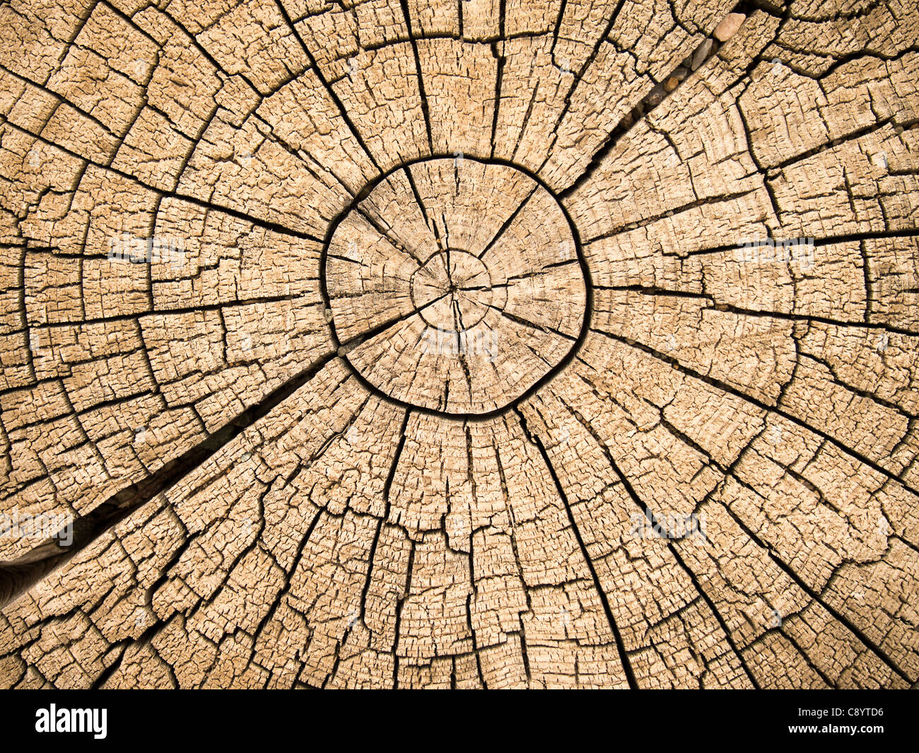 Les anneaux de croissance des arbres avec des fissures Banque D'Images