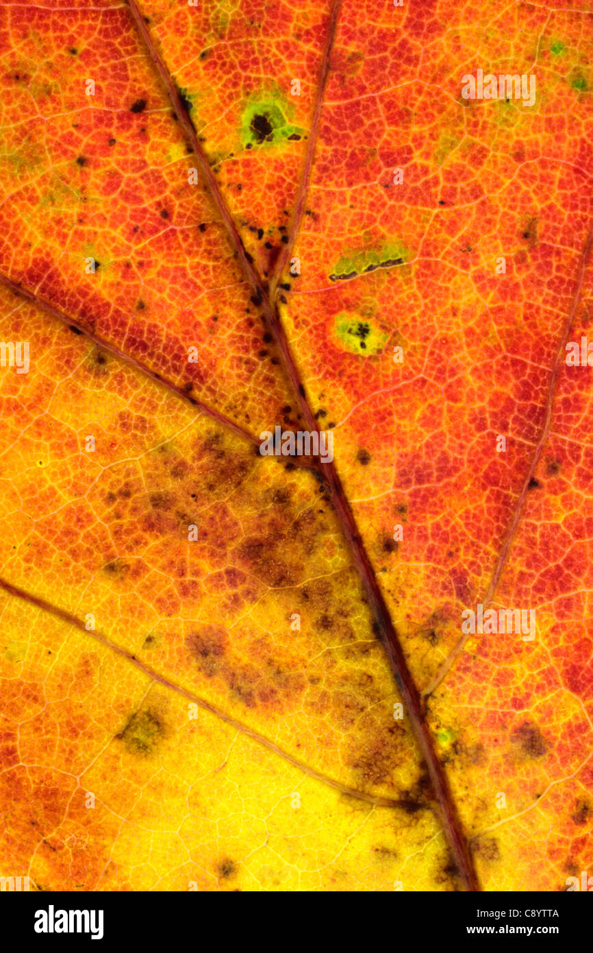 Close up d'une feuille d'automne Banque D'Images