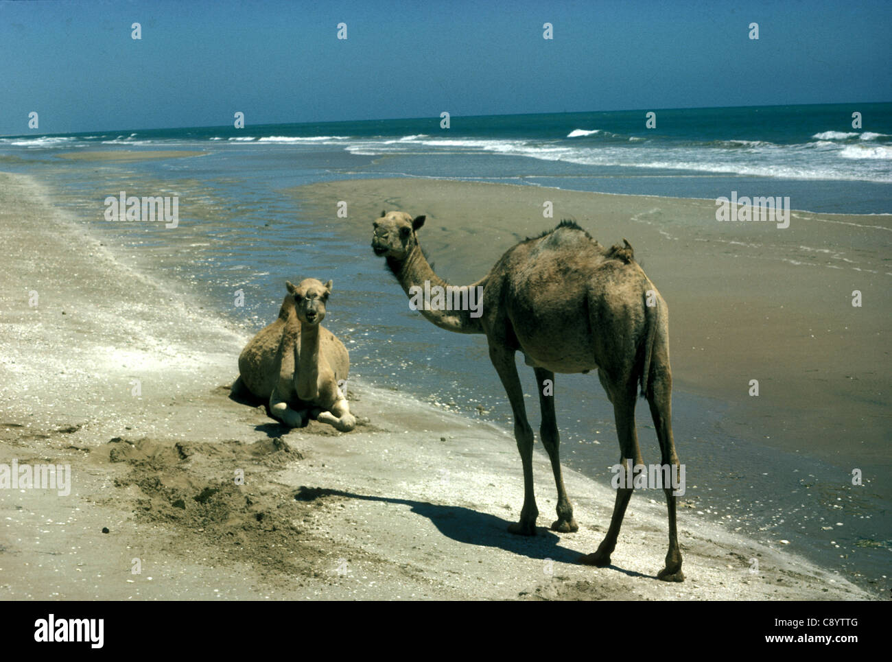 Deux chameaux sur une plage sur la côte du golfe du Qatar, 1975 Banque D'Images