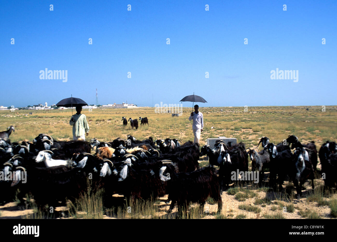 Deux travailleurs migrants bangladais avec parapluies ont un troupeau de chèvres au Qatar Banque D'Images