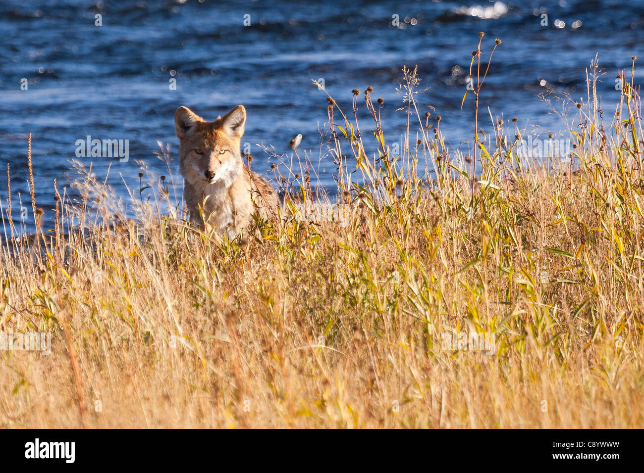 La chasse aux coyotes près de la firehole river in Yellowstone National Park. Banque D'Images