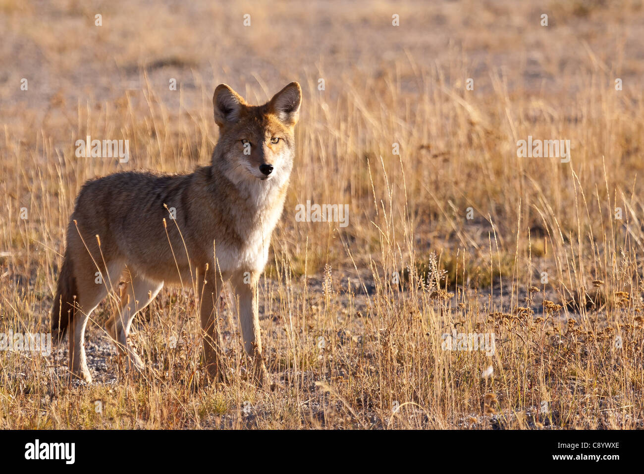 La chasse aux coyotes près de la firehole river in Yellowstone National Park. Banque D'Images
