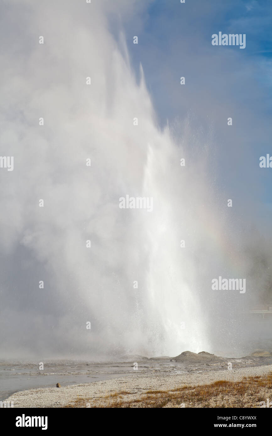 Geyser daisy Banque D'Images