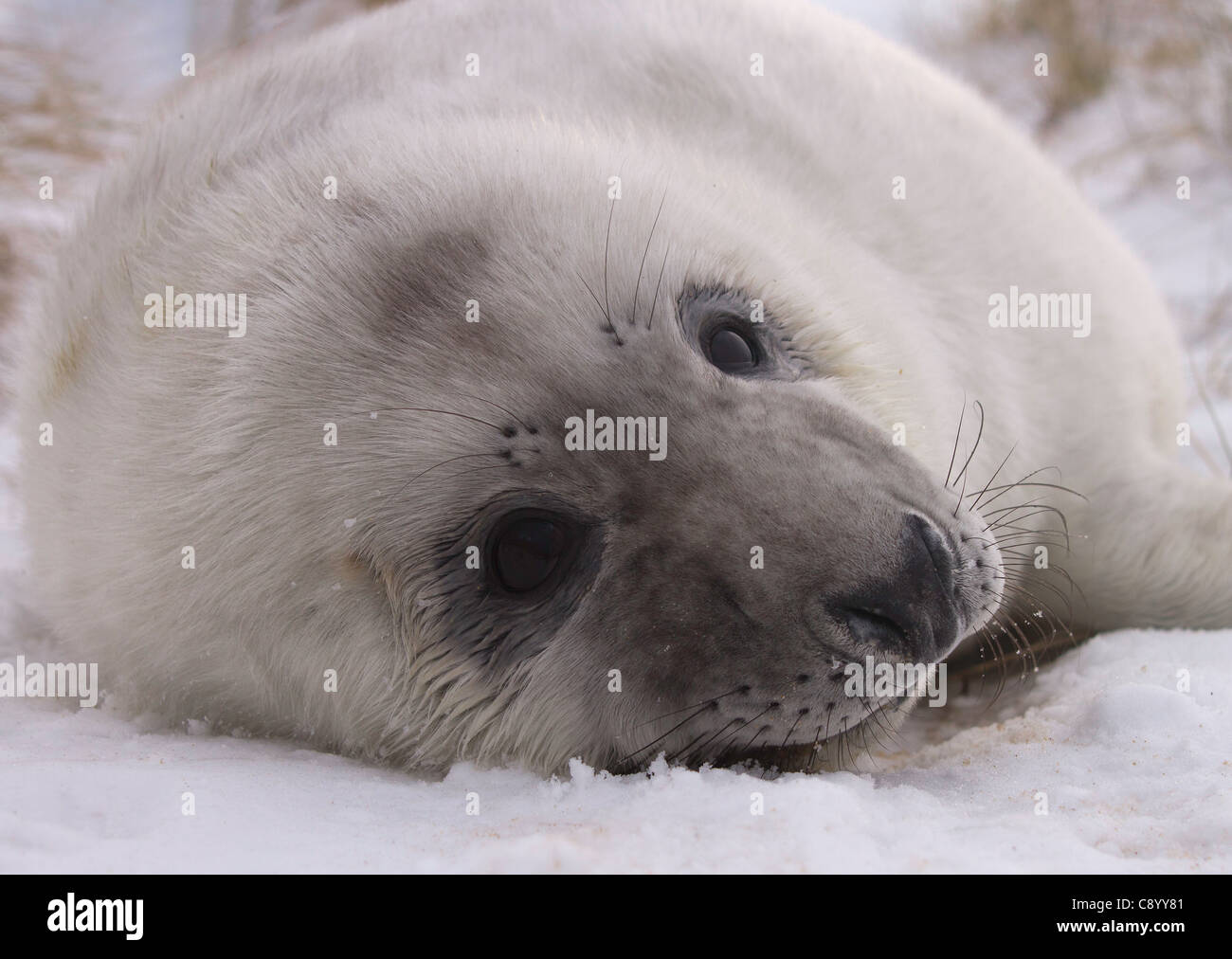 Portrait d'un bébé phoque gris Halichoerus grypus, couché dans la neige Banque D'Images