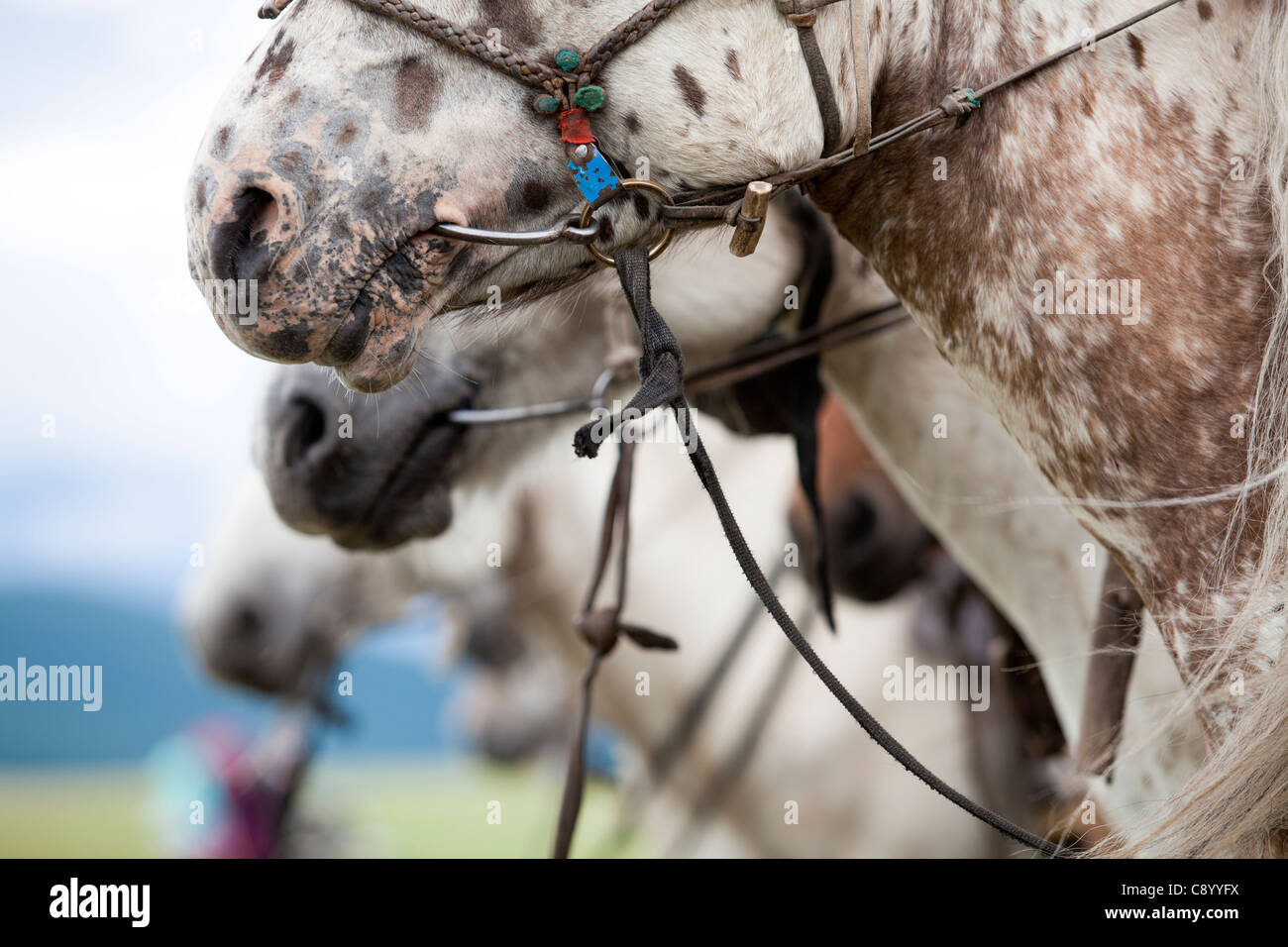 Cheval Mongolie mis un peu dans une bouche du cheval , Tsagaannuur, Khövsgöl, Mongolie Banque D'Images