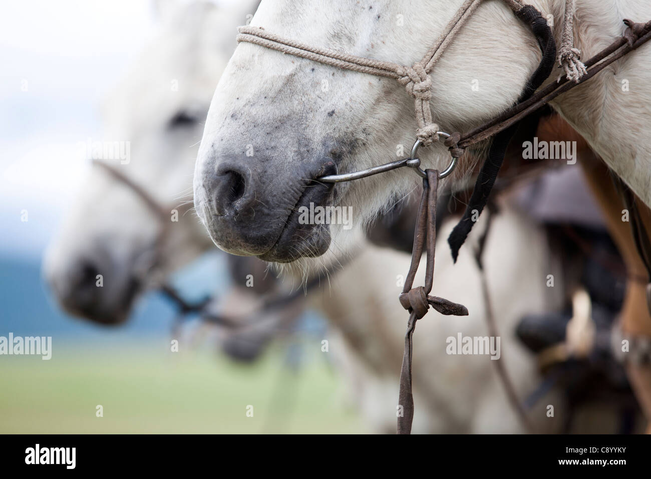 Cheval Mongolie mis un peu dans une bouche du cheval , Tsagaannuur, Khövsgöl, Mongolie Banque D'Images