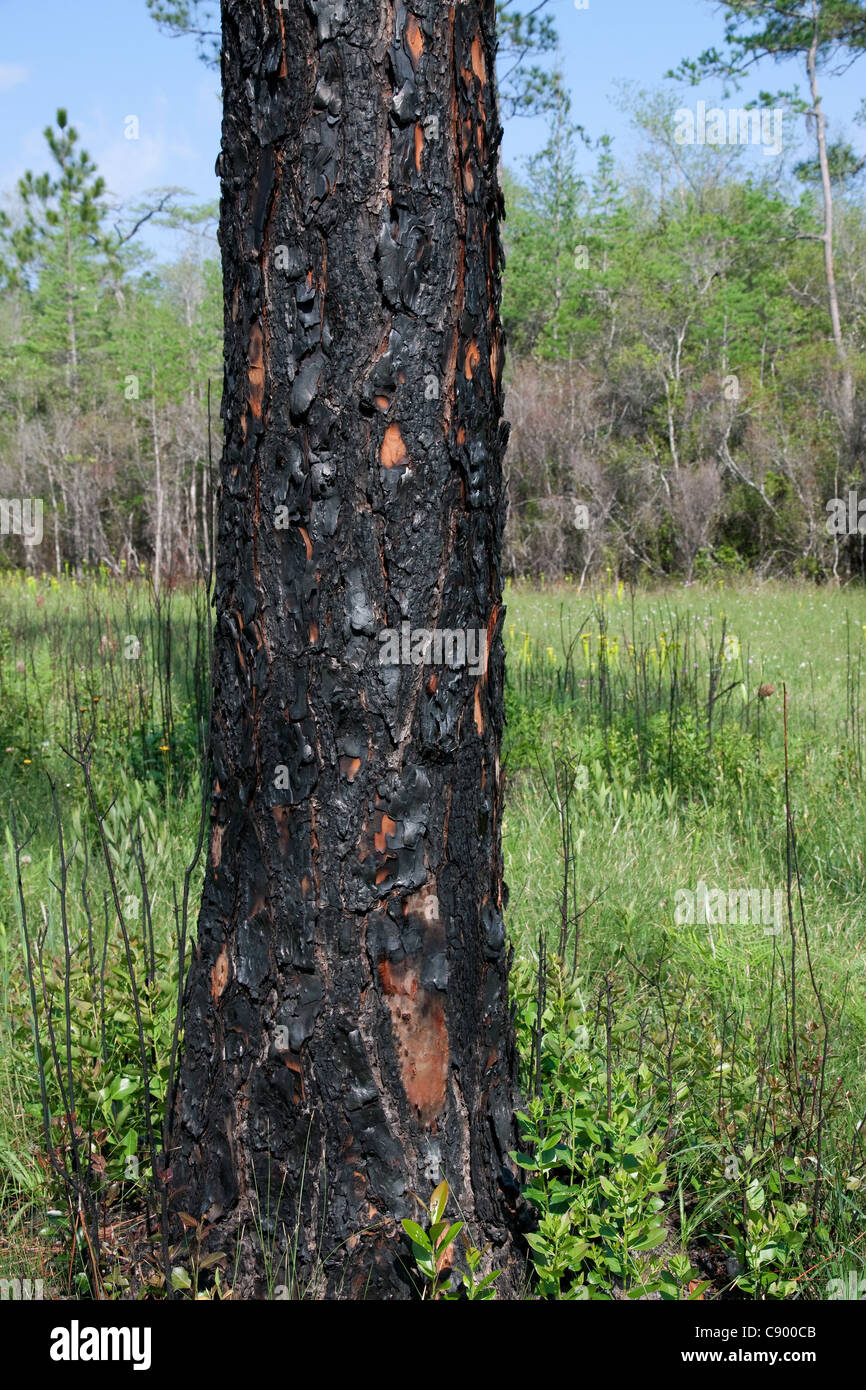 Pin des marais récemment brûlés Pinus palustris Forest Forêt nationale d'Apalachicola Floride USA Banque D'Images