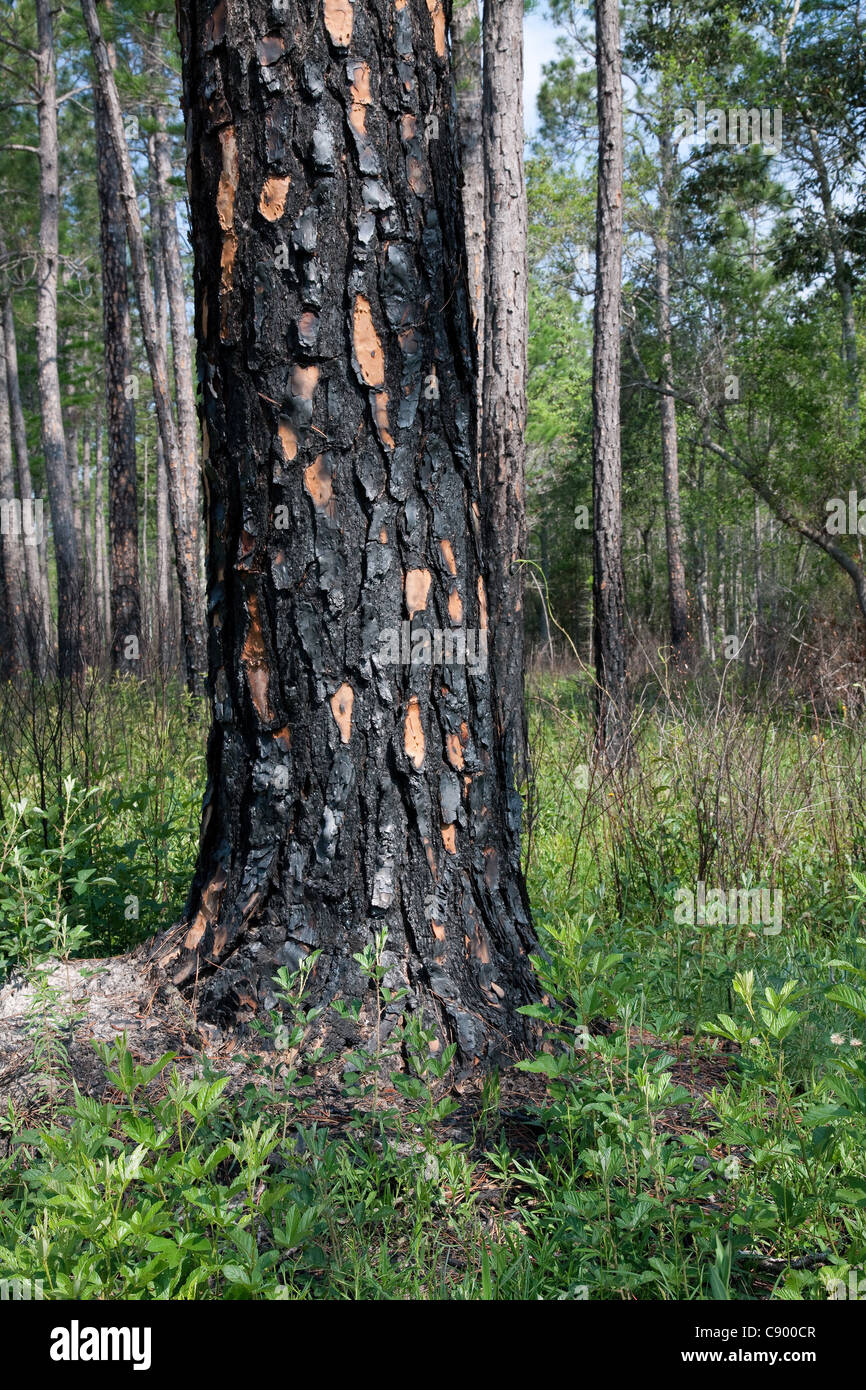 Pin des marais récemment brûlés Pinus palustris Forest Forêt nationale d'Apalachicola Floride USA Banque D'Images