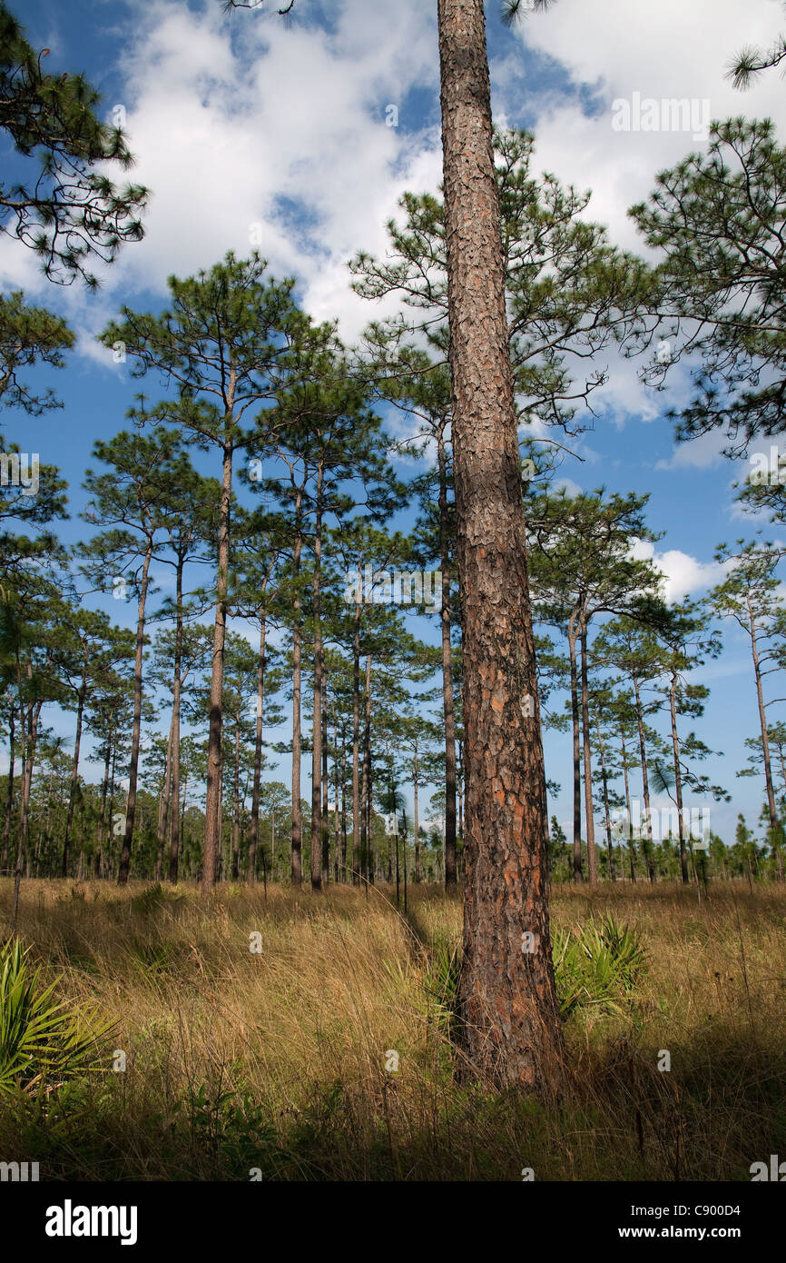 Longue Feuille pin Pinus palustris et fil forêt herbe Forêt nationale d'Apalachicola Floride USA Banque D'Images