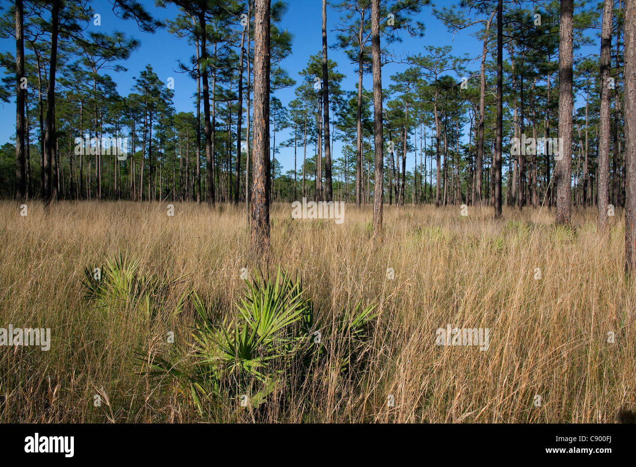 Longue Feuille pin Pinus palustris et fil forêt herbe Forêt nationale d'Apalachicola Floride USA Banque D'Images