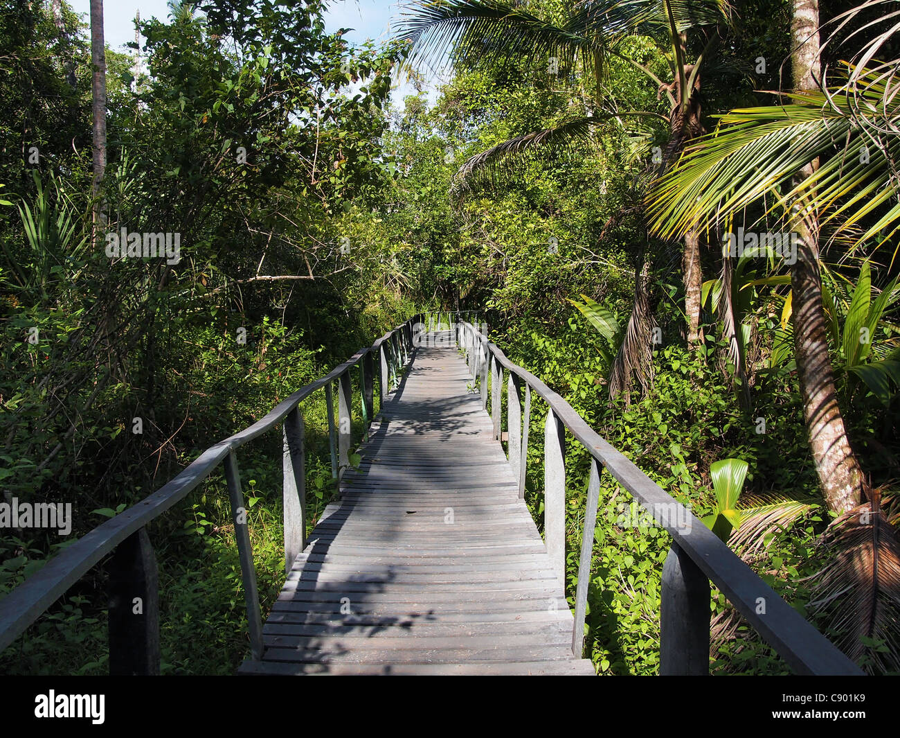 Bridge dans la jungle du parc national de Cahuita, Costa Rica, Caraïbes Banque D'Images
