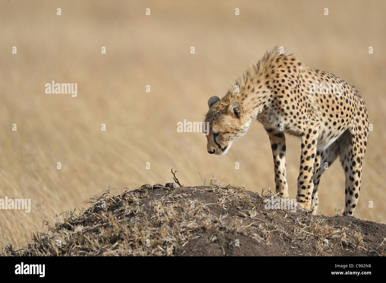 Le Guépard (Acinonyx jubatus) big cub sniffing dropings de sa mère sur une termitière Banque D'Images