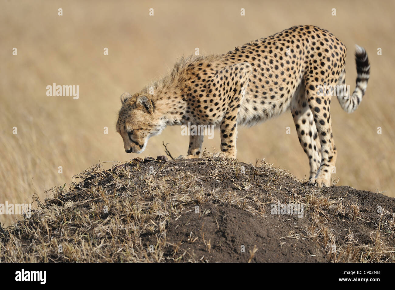 Le Guépard (Acinonyx jubatus) big cub sniffing dropings de sa mère sur une termitière Banque D'Images