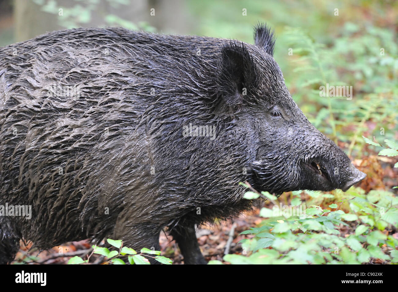 Le sanglier (Sus scrofa) Énoncé des travaux couverts par la boue marche dans un bois en automne Banque D'Images