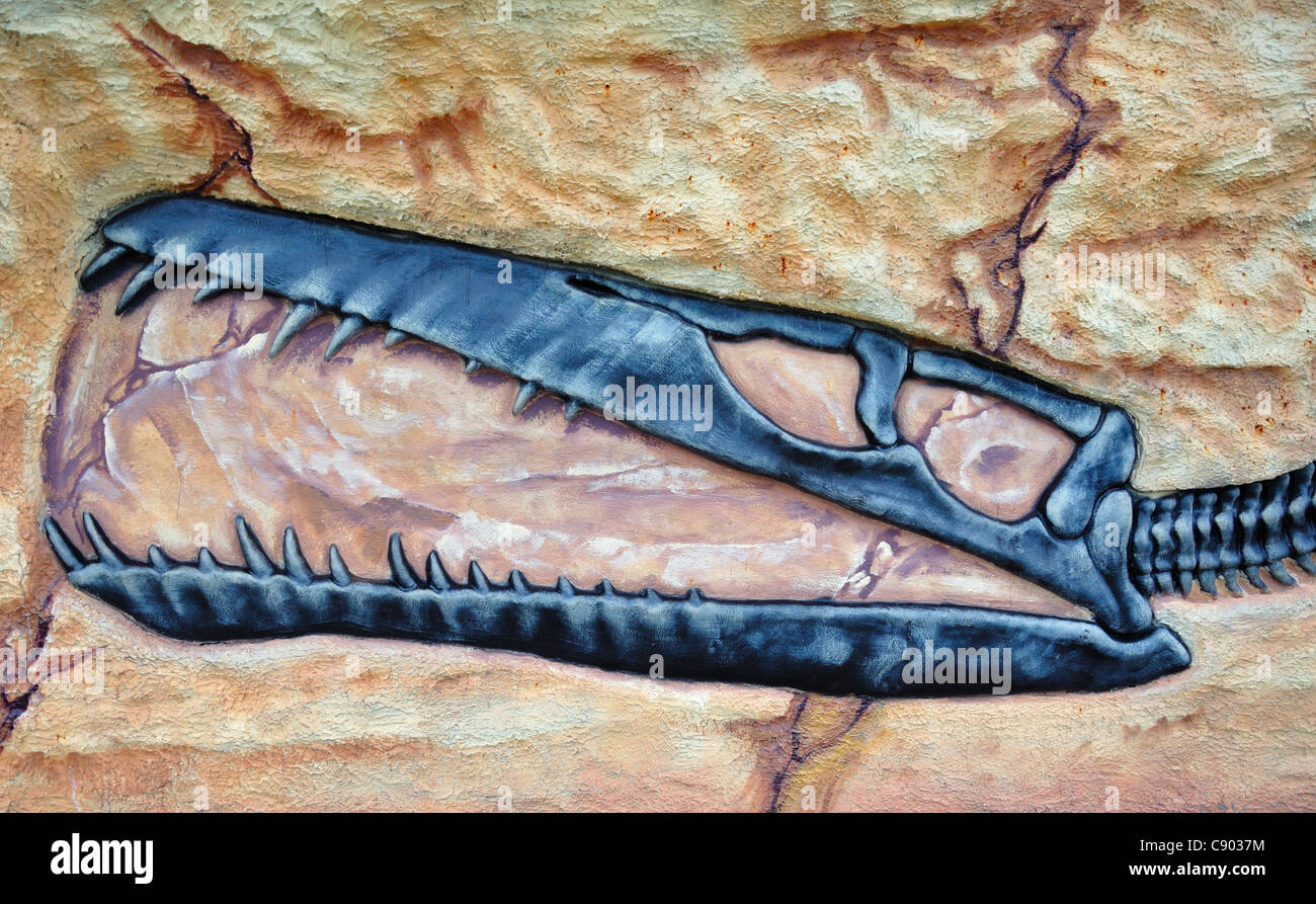 Crâne de dinosaure fossile. Banque D'Images