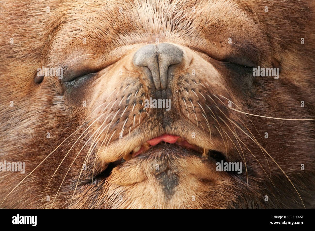 Close up of Sleeping lion de mer du sud Banque D'Images