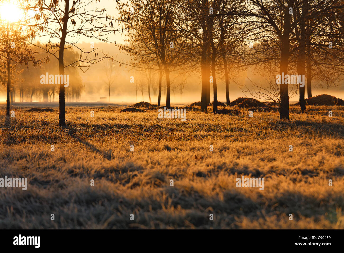 Lever du soleil dans le parc à la fin de l'automne. La brume, l'herbe en givre. Le soleil levant peint tout en couleur or. Banque D'Images