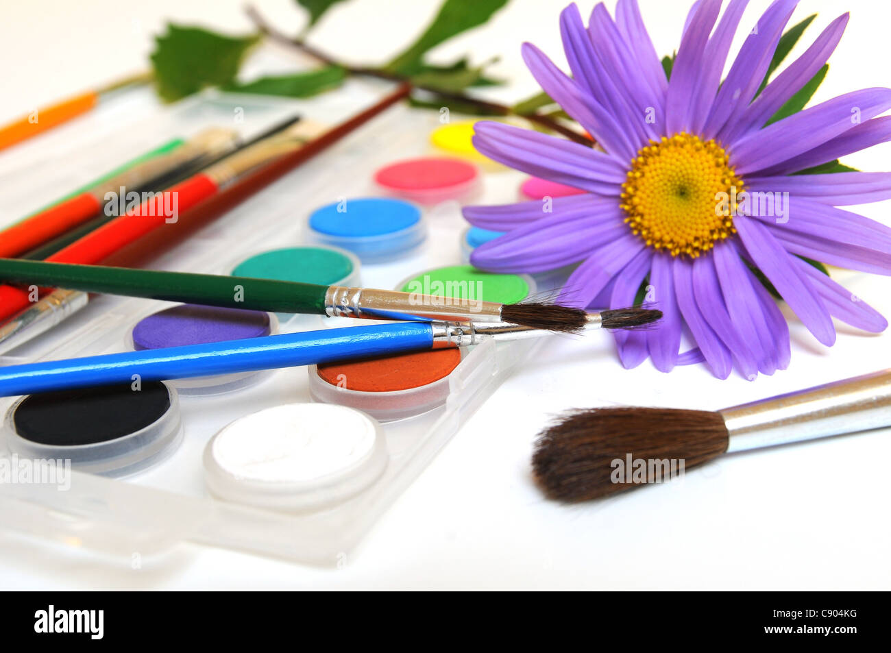 De couleur pourpre avec daisy paintbox aquarelle Banque D'Images