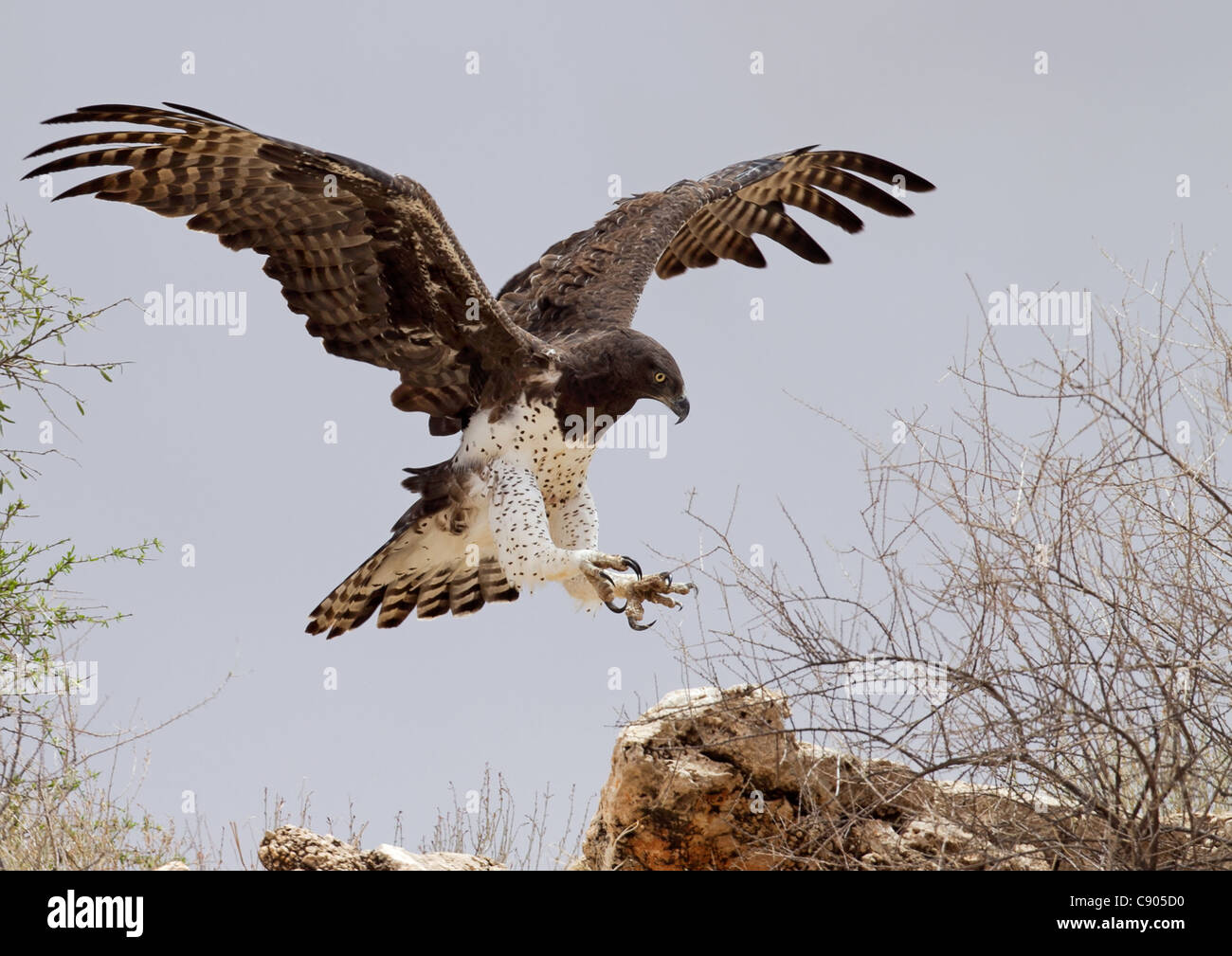 Aigle Martial Polemaetus bellicosus, atterrissage, Banque D'Images