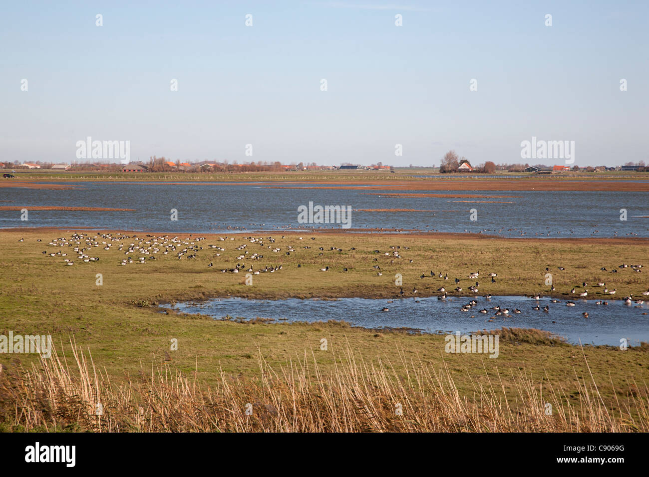 Prunjepolder avec e.a. La Bernache nonnette, l'Oosterschelde National Park, Schouwen-Duiveland, Nouvelle-Zélande, Pays-Bas Banque D'Images