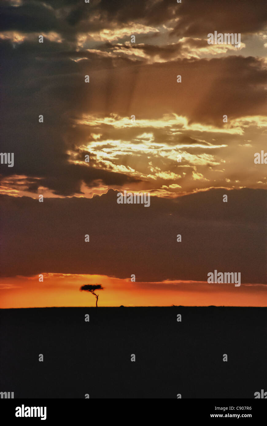 Nuages ciel coucher de soleil spectaculaire, rayons de lumière, et l'Acacia Tree sur le Masai Mara, Kenya, Afrique Banque D'Images