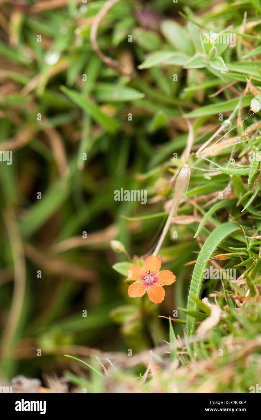 Anagallis arvensis Mouron rouge, Banque D'Images