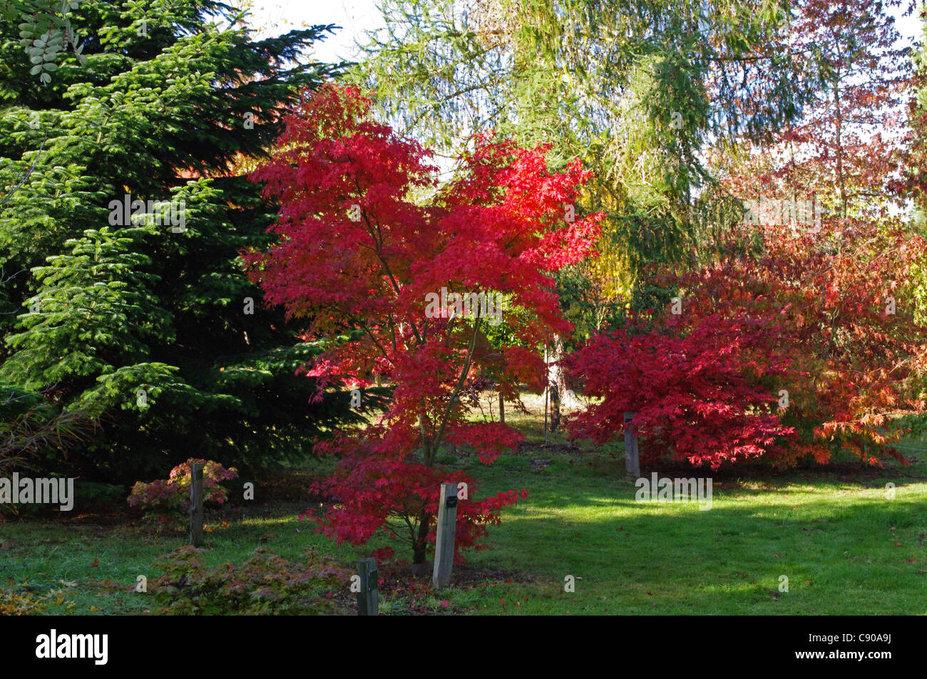 Acer palmatum tana, Bodenham Arboretum Banque D'Images