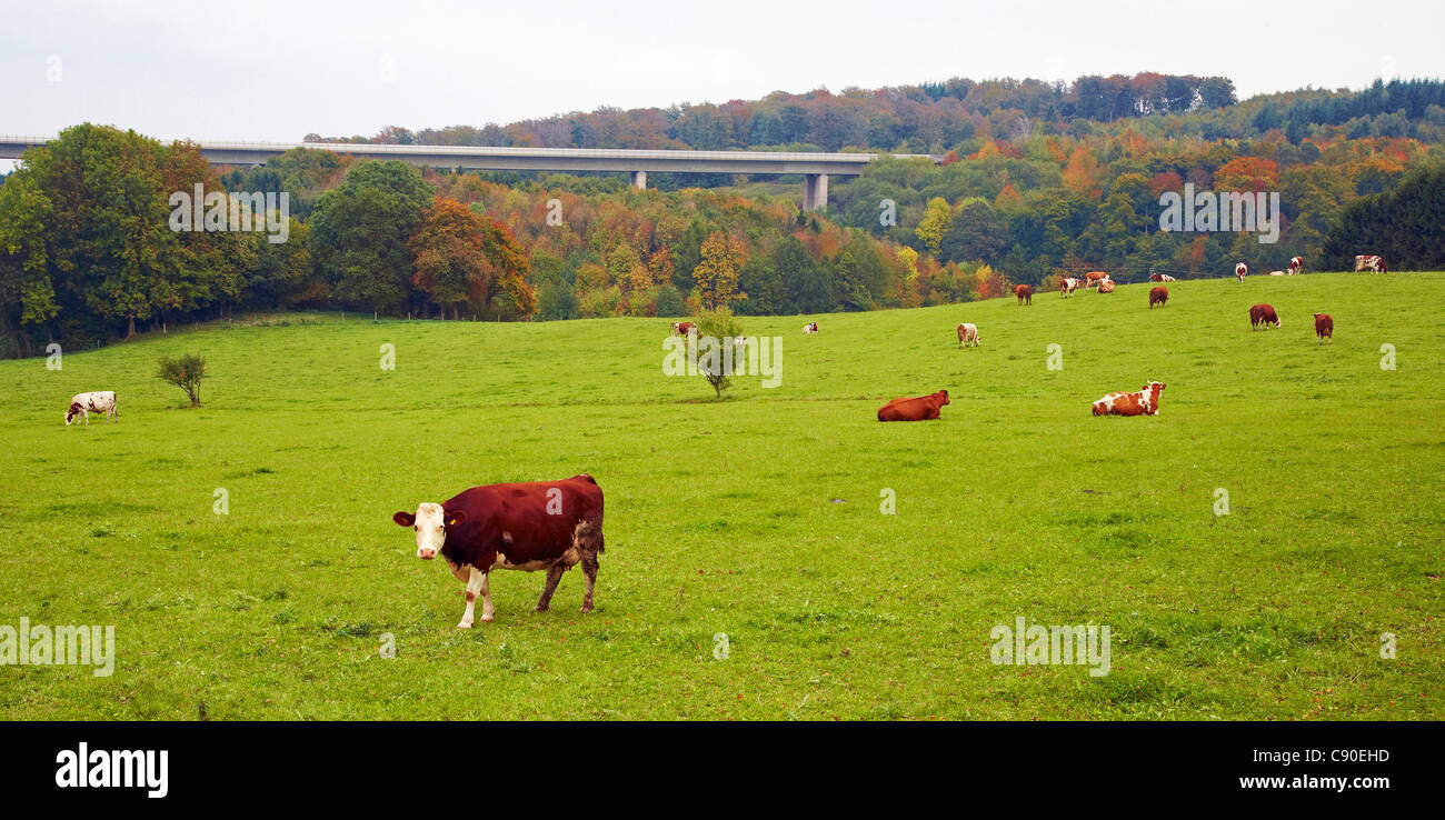 Paysage de pâturages et de bétail près de Nettersheim, Eifel, Nordrhein-Westfalen, Germany, Europe Banque D'Images