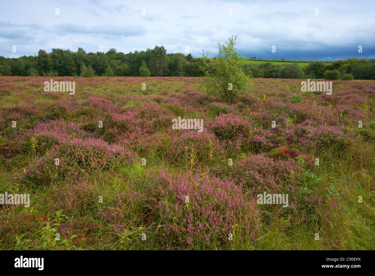 Strohner Maerchen, séchés, lac volcanique moor, Upland Lauperath, Eifel, Rhénanie-Palatinat, Allemagne, Europe Banque D'Images