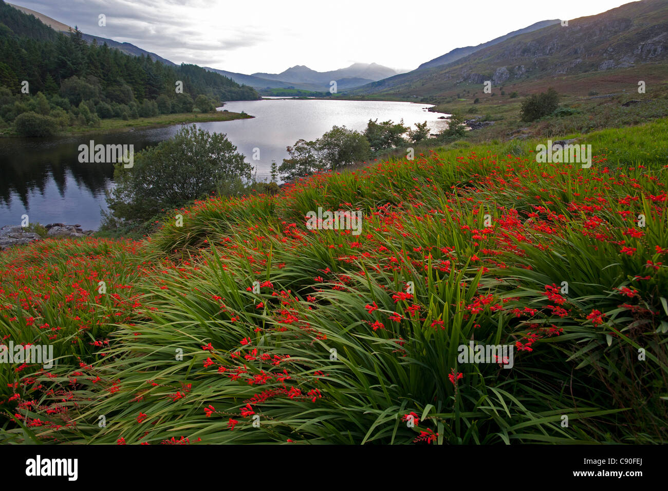 Lake Llynnau Mymbyr près de Chapelle Curig, Parc National de Snowdonia, Pays de Galles, Royaume-Uni Banque D'Images