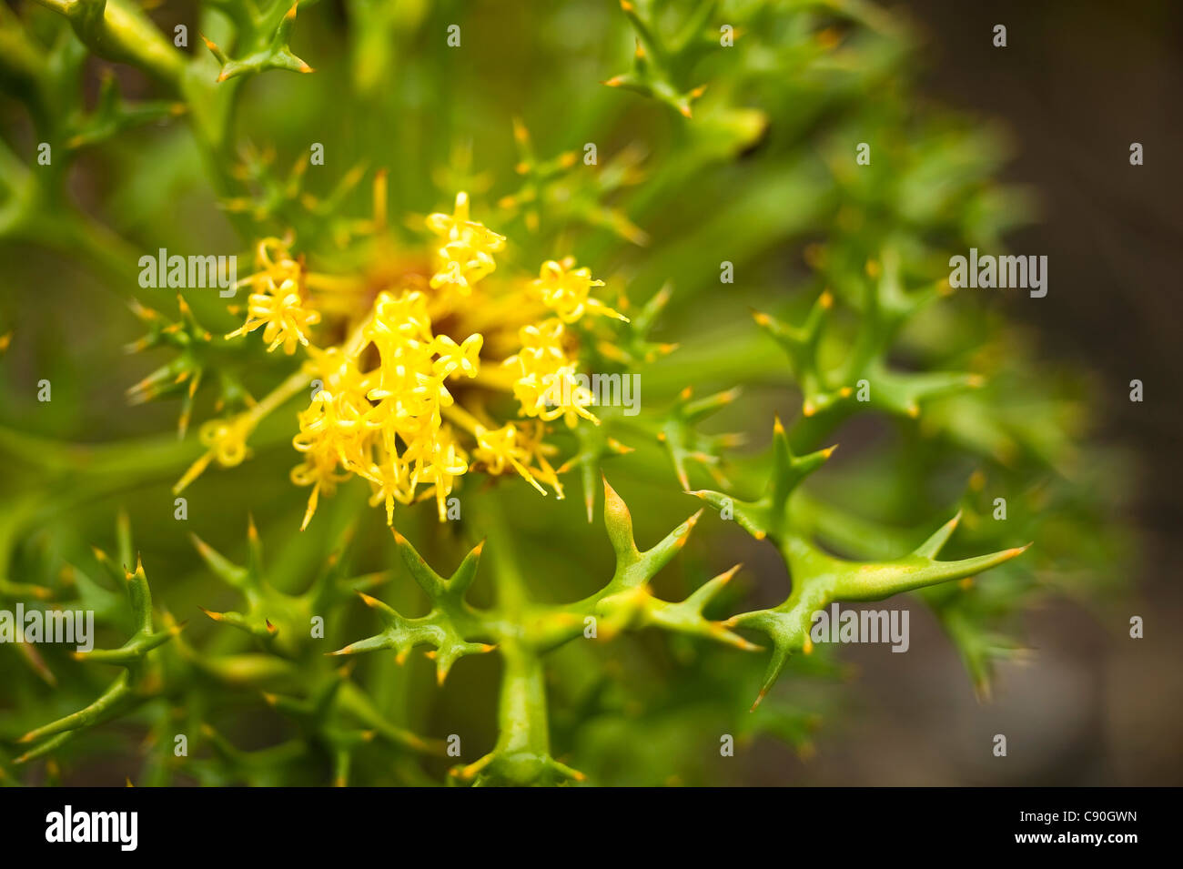 Fleurs sauvages, Wilsons Promontory National Park, Victoria, Australie Banque D'Images