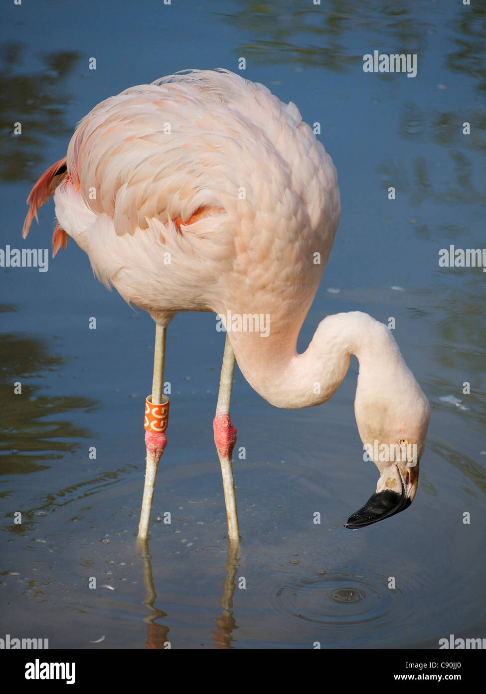 Flamant rose debout dans l'eau avec son bec de forme unique montrant. Banque D'Images
