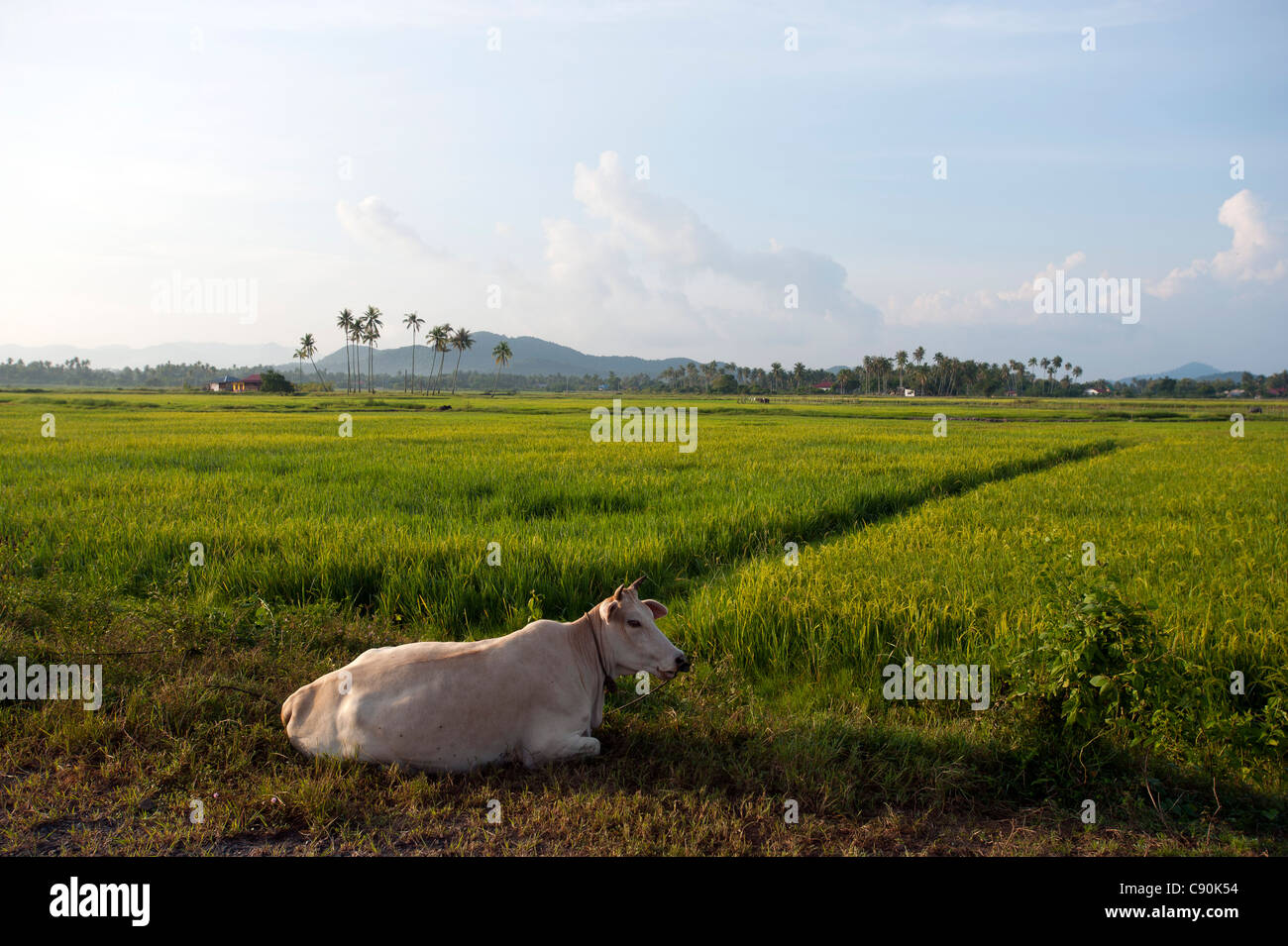 Vache et rizières dans la lumière du soleil, l'île de Lankawi, Malaisie, Asie Banque D'Images
