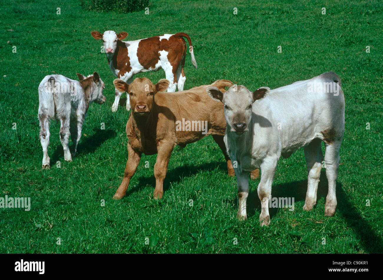 Dans les champs autour de la ville de Sedburgh il y a de petits troupeaux de jeunes vaches à certaines périodes de l'année agricole, dans l'écrin de pâturage Banque D'Images