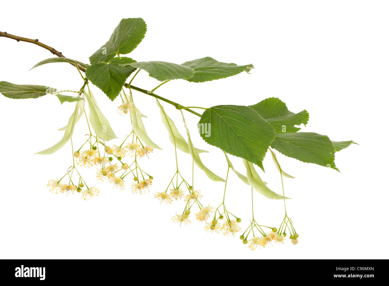 Twig linden avec feuilles et fleurs fraîches Banque D'Images