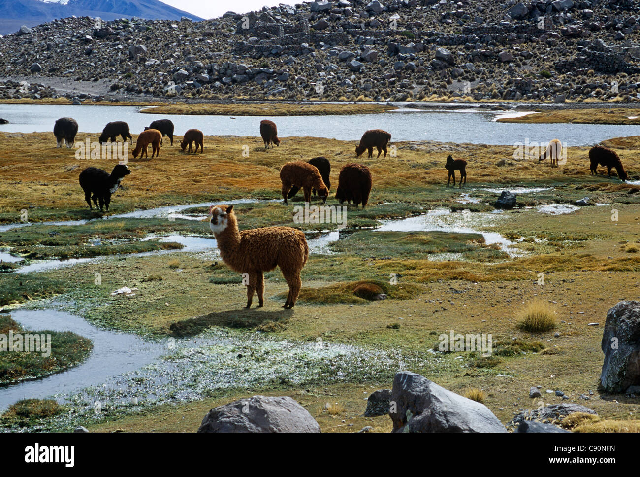 L'alpaga et le lama sont regroupés en troupeaux sur les hauts plateaux des Andes comme animaux domestiqués qui fournissent de la viande et de la laine ou du lait Banque D'Images