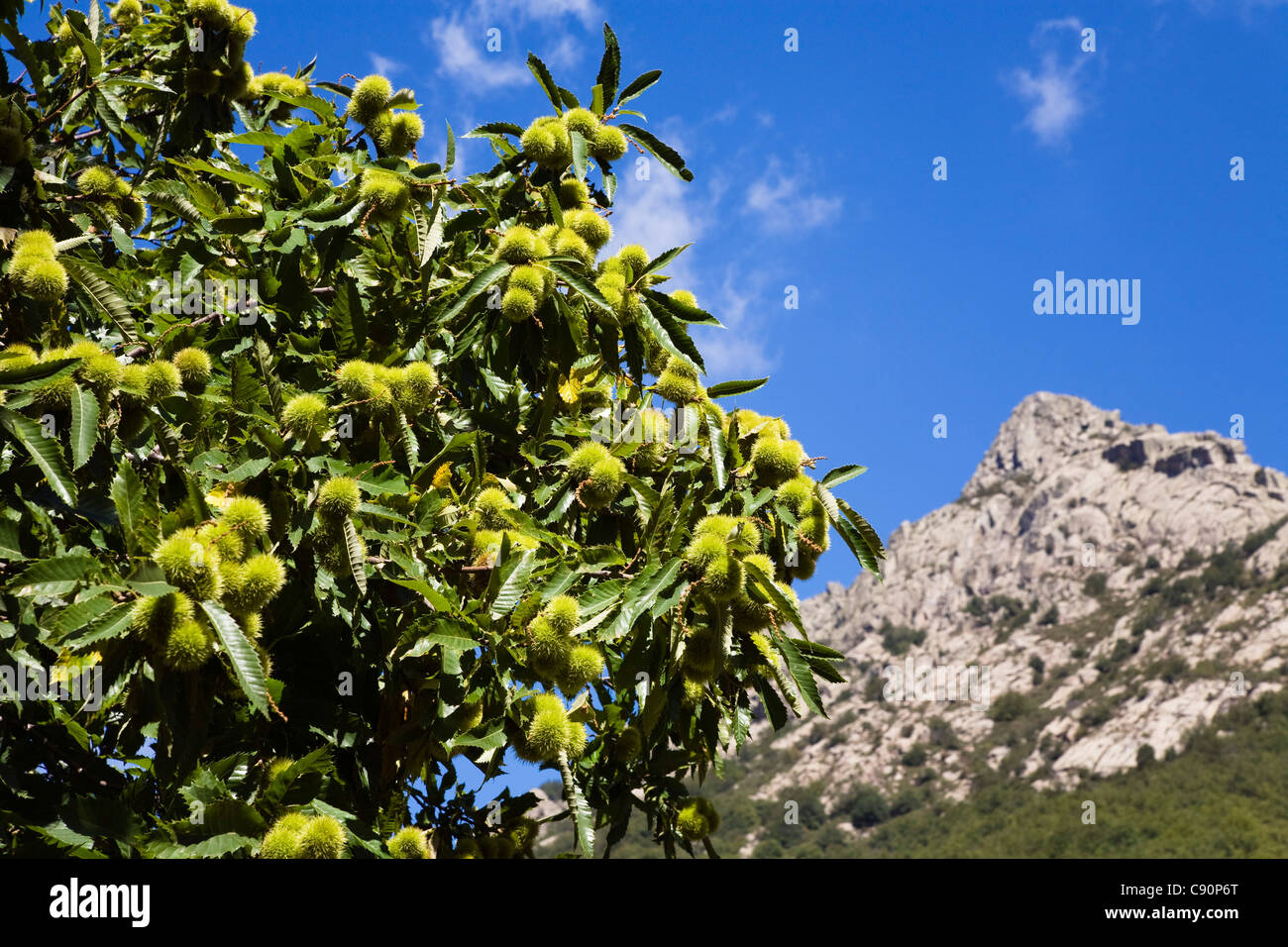 Châtaignes sur un arbre dans la lumière du soleil, Cévennes, France, Europe Banque D'Images Châtaignes sur un arbre dans la lumière du soleil, Cévennes, France, Europe Banque D'Images