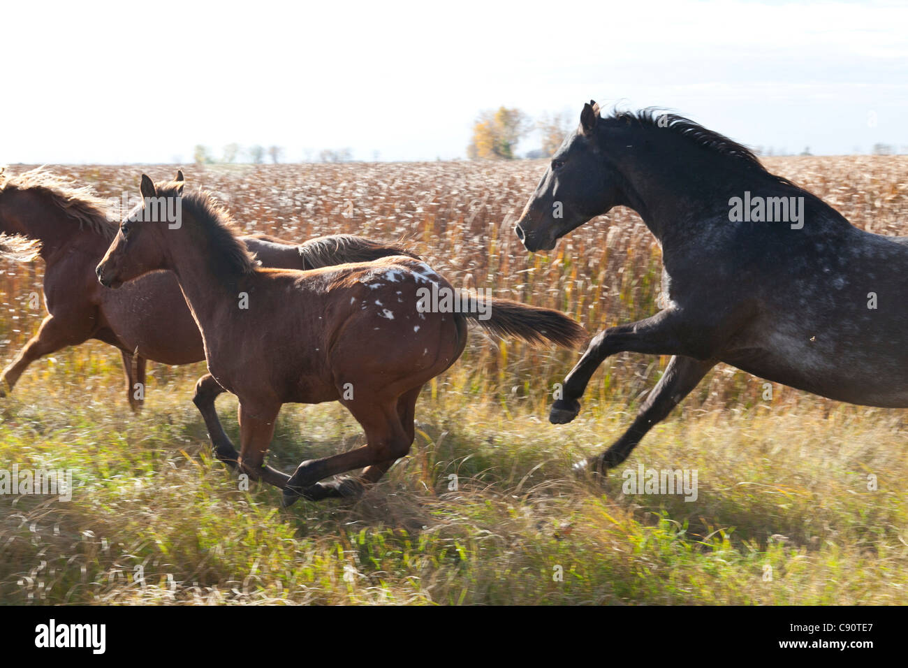 Le galop des chevaux sauvages, mi-ouest, Maxbass, Minot, Dakota du Nord, États-Unis d'Amérique, USA Banque D'Images